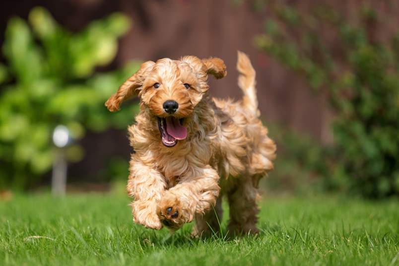 A fluffy apricot "teddy bear" puppy bounds across a green lawn, ears flapping and tongue out in mid-stride, the joyful energy that makes these curly-coated crossbreeds so popular. 