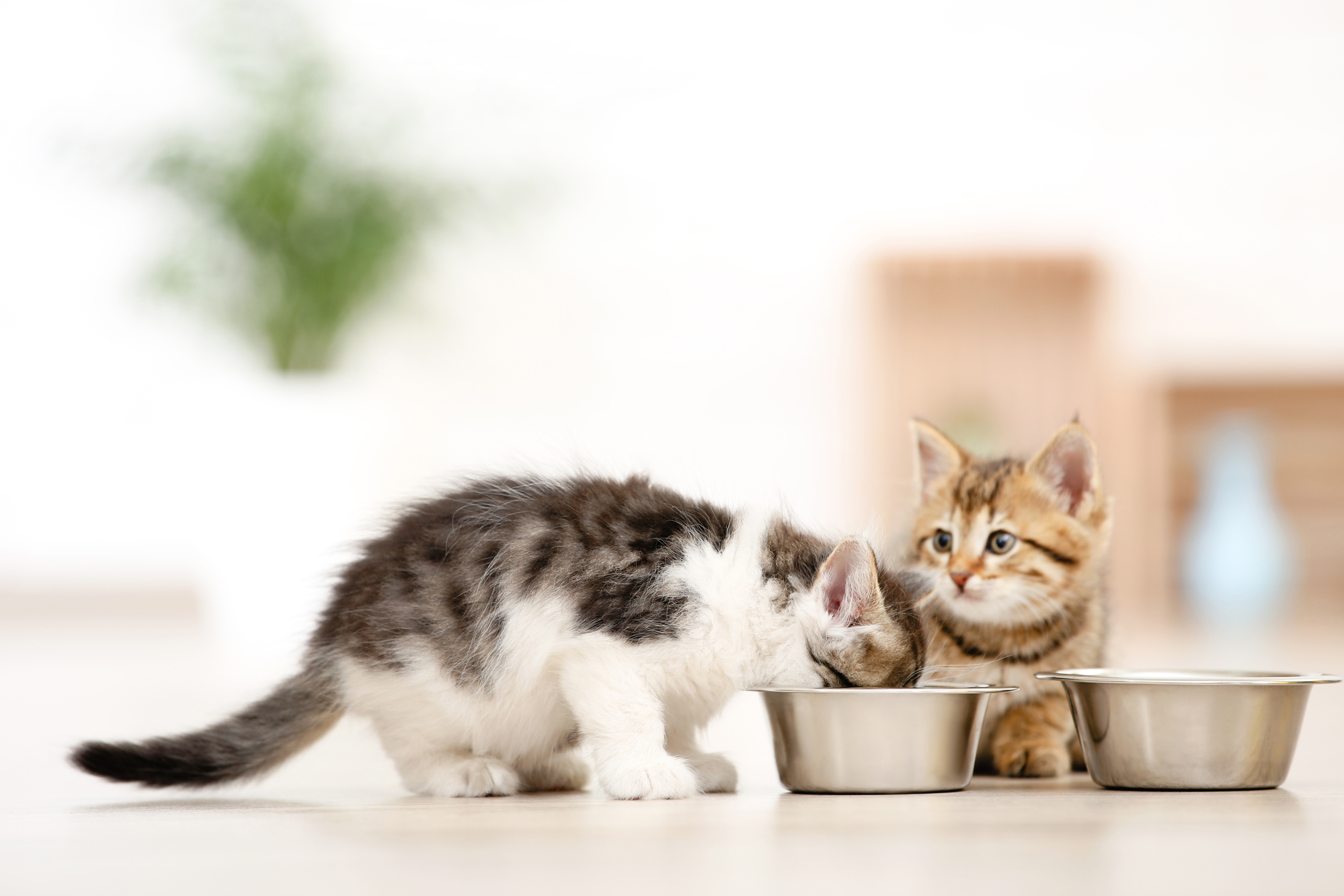 Two young kittens, one fluffy gray-and-white, one tabby, share mealtime at a pair of stainless steel bowls on a sunlit floor. It's a fitting image for content on how much to feed a kitten and building a kitten feeding schedule that fits their age.