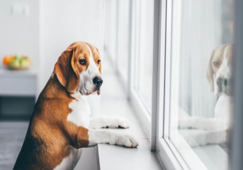 A concerned Beagle sitting by a window, looking outside. The image illustrates a common sign of worms in dogs, such as lethargy or behavioral changes, which may accompany physical symptoms like worms in dog poop.