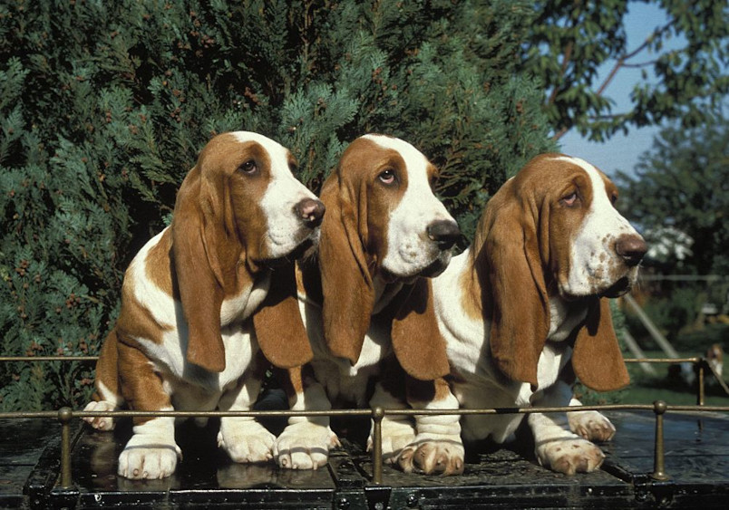 A group of three Basset Hounds sitting side by side, displaying their characteristic short legs, long ears, and tricolor coats. This image highlights the unique colors and friendly nature of Basset Hound dogs, bred for hunting small game.