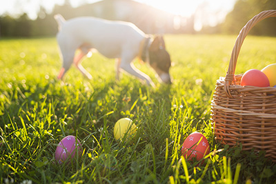 Dog easter egg hot sale hunt