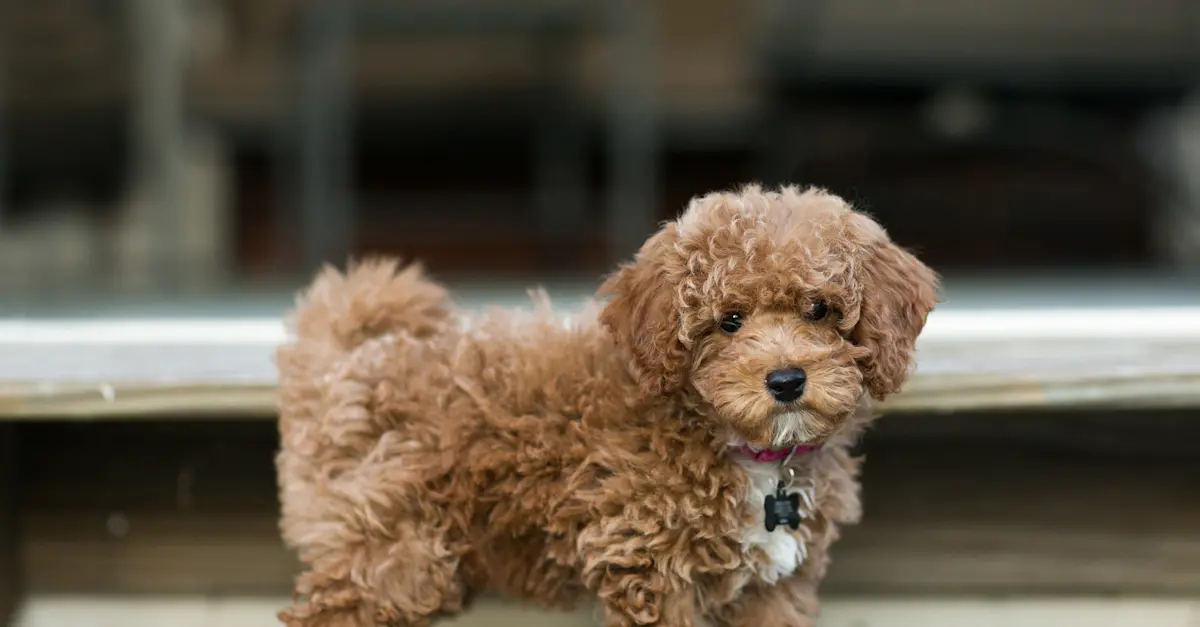 Toy Poochon Bichpoo Price Bich Poo Miniature Poodle Cross For Sale
