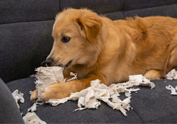 A Golden Retriever lies on a gray couch with torn paper scattered around - a common sight for dog owners wondering why dogs eat paper, as this mischievous pup demonstrates the typical paper-shredding behavior.