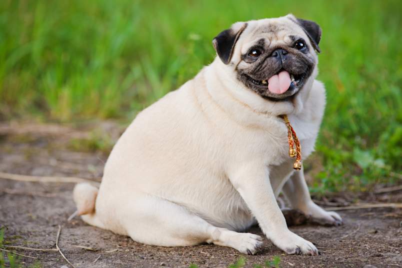 
A noticeably overweight fawn pug sitting on a dirt path with its tongue playfully sticking out, surrounded by lush green grass. While undeniably adorable, this image highlights one of the most common consequences pet parents face when wondering is free feeding bad for dogs, namely unwanted weight gain and obesity. 