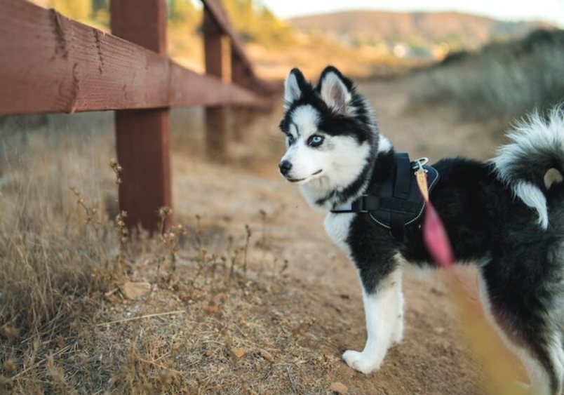 A striking black and white Pomsky dog with blue eyes stands alert on a dirt path, showcasing the beautiful mix of Pomeranian and Husky features. 