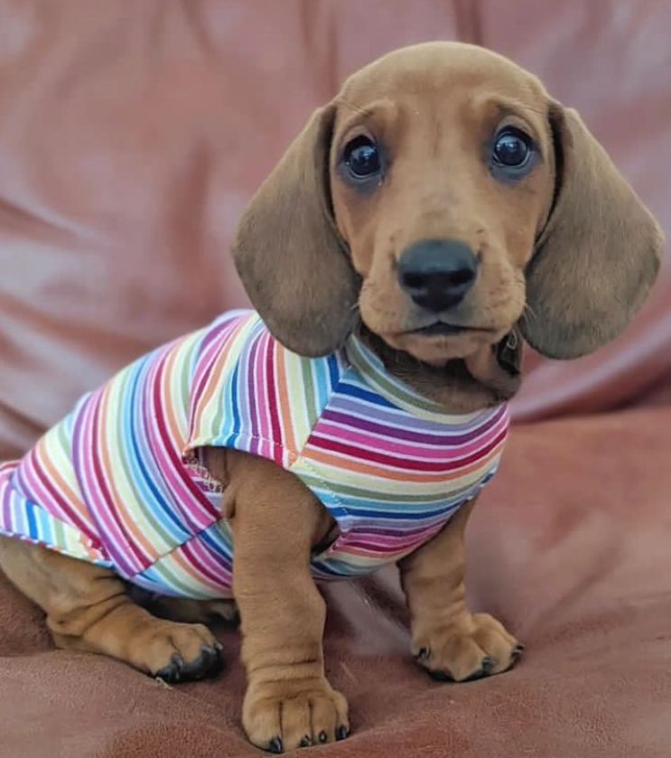 A cute puppy who's on a training schedule in a shirt