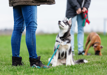 A black and white Husky puppy sits attentively on a grassy field during an outdoor training session, looking up eagerly at their owner who wears blue jeans and boots, while another dog and owner can be seen in the background, demonstrating proper leash training and basic command practice