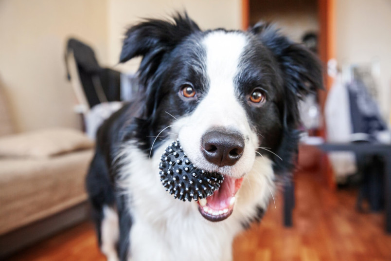Dog standing inside with a ball in its mouth