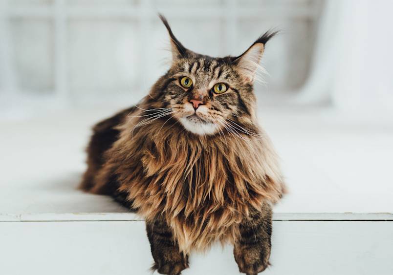 A magnificent Maine Coon cat with a luxurious brown tabby coat and distinctive ear tufts gazes calmly at the camera, perfectly showcasing why these gentle giants are cherished for their impressive size and regal, lion-like appearance.