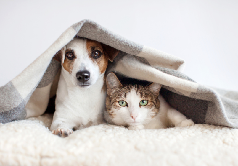 A dog and cat peering out from under a blanket, showcasing the differences in dog vision vs cat vision and how they compare to human eyesight. This image visually represents the question of whether cats, or dogs see better.