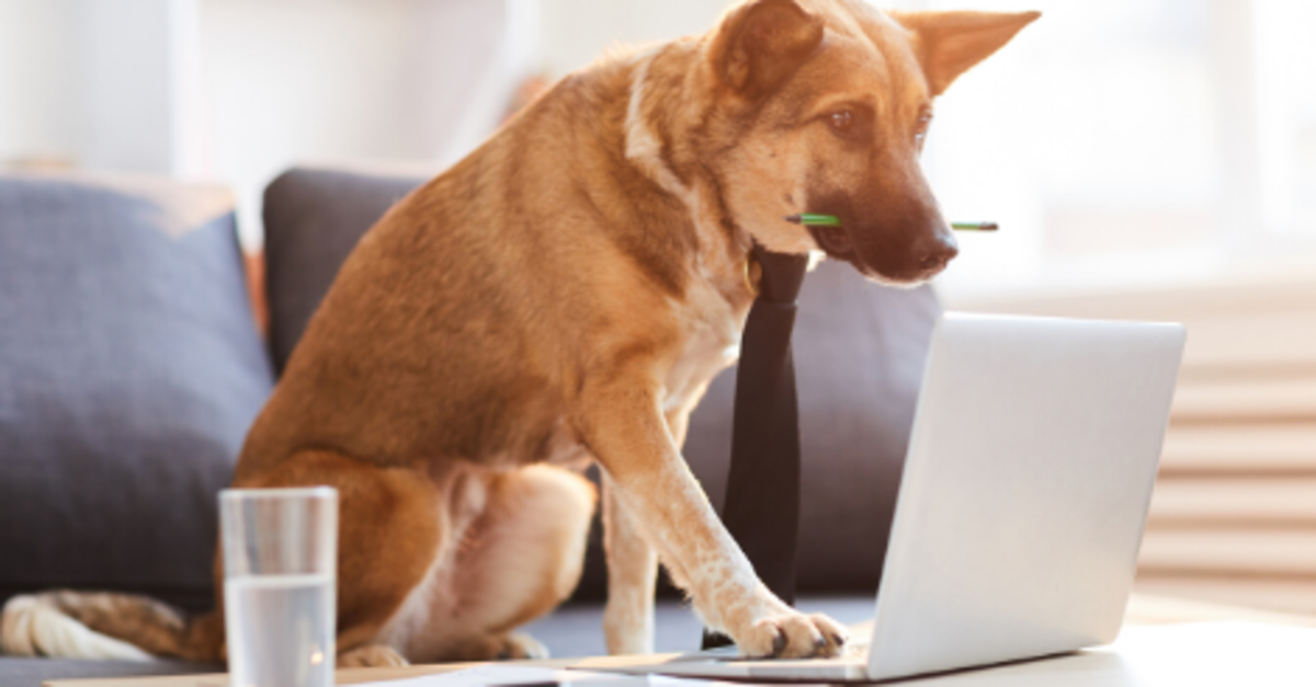 Dog Computer