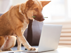 dog wearing tie working at computer