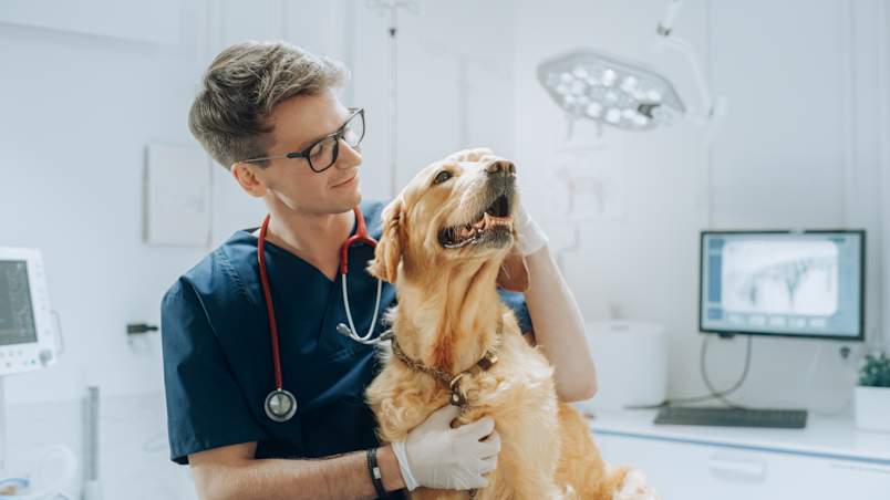 A veterinarian in navy scrubs gently examines a golden retriever in a modern clinic exam room. Early diagnosis plays a critical role in Cushing's disease in dogs life expectancy — the sooner treatment begins, the better the outcome.