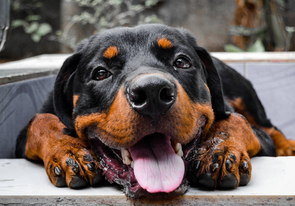 Rottweiler fashion intelligence