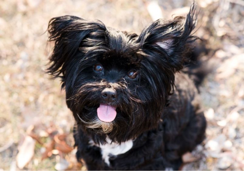 A happy, black Lhasapoo with fluffy, slightly curly fur and perky ears sits outdoors with its tongue playfully sticking out. Showcasing the charming traits of both breeds - Lhasa apso and Poodle.