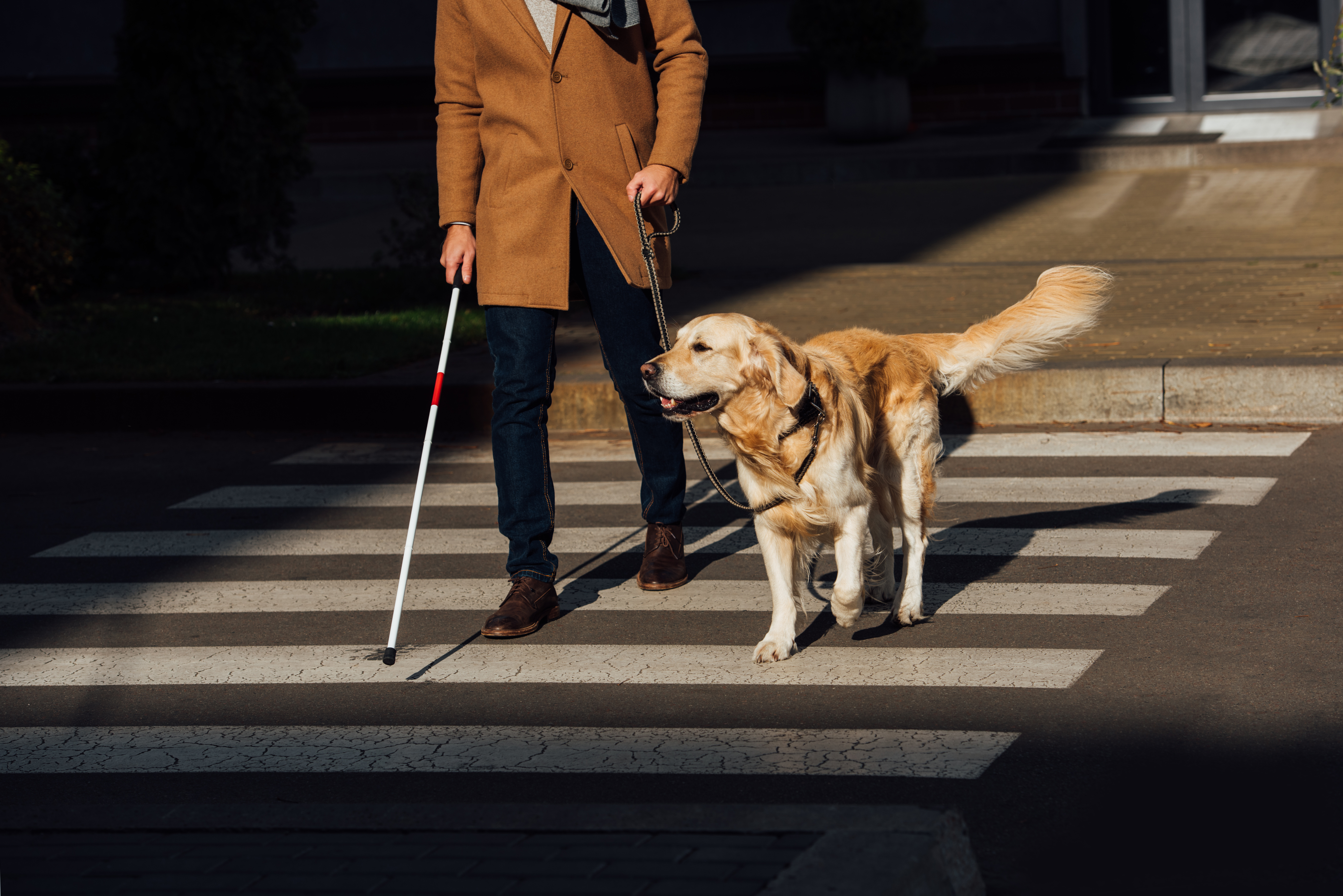 A golden retriever in a harness confidently guides a visually impaired person across a sunny crosswalk, white cane in hand. Guide dogs for the blind are extensively trained to navigate real-world obstacles like traffic, curbs, and crowded pedestrian areas — making independent mobility possible for people with significant vision loss