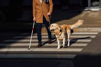 A golden retriever in a harness confidently guides a visually impaired person across a sunny crosswalk, white cane in hand. Guide dogs for the blind are extensively trained to navigate real-world obstacles like traffic, curbs, and crowded pedestrian areas — making independent mobility possible for people with significant vision loss