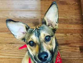 A cute male dog in a bandana ready to get neutered