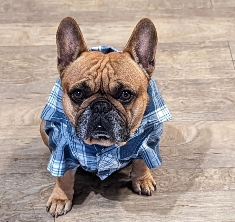 A dog in a plaid shirt after he's been neutered