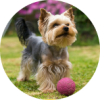 image of a Yorkshire Terrier playing with a ball