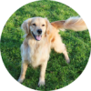 Image of a Golden retriever playing in a yard