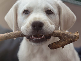 Lab Puppy Chewing on Stick