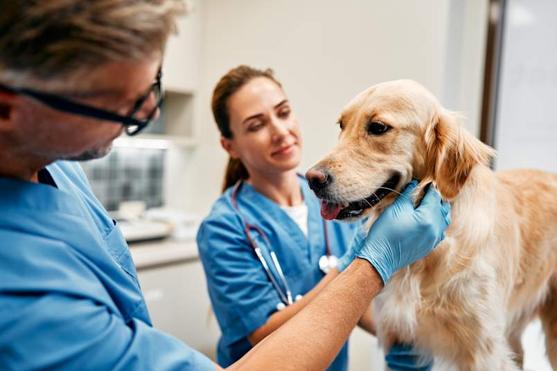 A senior veterinarian and a younger colleague in blue scrubs carefully examine a golden retriever together in a clinical setting. While scenes like this represent the standard of care pet owners expect, veterinary malpractice happens when that standard falls short and a pet is harmed as a result. 