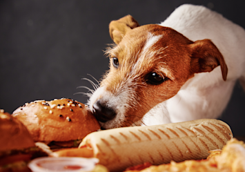 Jack Russell terrier eyeing a plate of bread and grilled hot dogs with that 'pretty please' look we all know too well, making you wonder can dogs eat hotdogs?