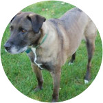 Oddjob - Mixed Breed Dog