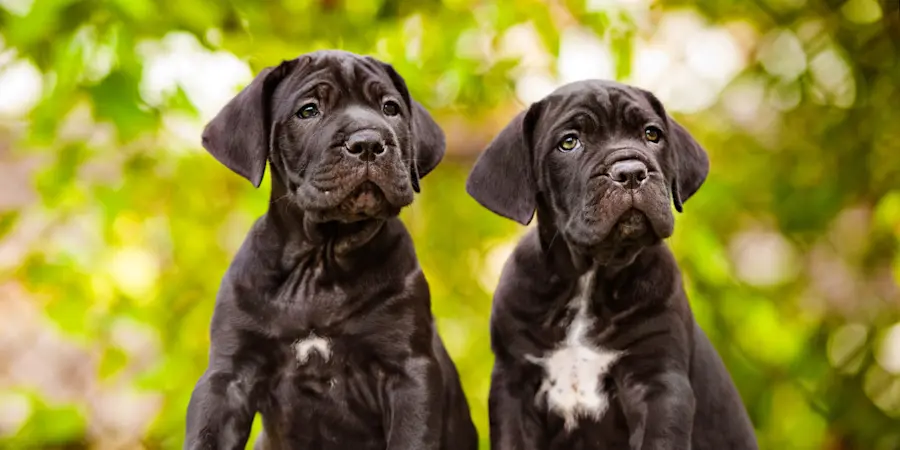Cane corso best sale black puppy