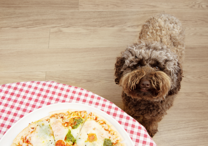 A fluffy brown Labradoodle with a hopeful expression sits on a wooden floor beside a red and white checkered tablecloth where a fresh pizza is served on a white plate, highlighting the common scenario of dogs begging for human food and the importance of knowing which foods are safe for canine consumption.