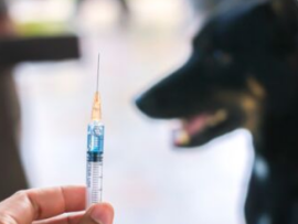 needlevaccinationdoginbackground