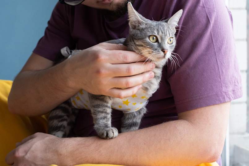 A gray tabby cat wearing a soft yellow and white star-patterned post-surgery recovery suit, gently held in the arms of its owner during the healing period after being neutered. This image captures the calm, supportive moment of at-home aftercare for a neutered cat, showing how comfort and proper protection of the surgical site help cats recover smoothly. 