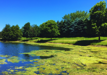 This image shows a lakeshore with visible patches of algae, highlighting a potential danger of blue-green algae (cyanobacteria) blooms, which can be toxic to dogs if ingested. Exposure to toxic algae can cause symptoms in dogs such as vomiting, diarrhea, seizures, and in severe cases, death.