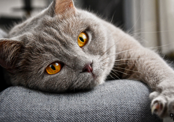 This gorgeous gray cat with bright yellow eyes lounges peacefully with its claws out. Is it mad, or is it just catured in the middle of its kneading session? The image relates to the topic of laser declawing for cats, focusing on the cost comparison with traditional methods