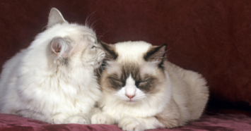 two cats resting by each other