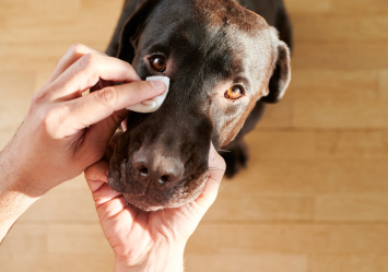 A person carefully wipes the eye of a dark-colored dog, highlighting the concern many pet owners have when noticing a black spot on their dog's eye. This image is relevant to discussions about identifying and understanding various eye conditions in dogs, such as dark spots or freckles.