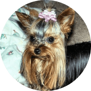 tinky-the-yorkie