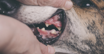 Close up of dogs teeth