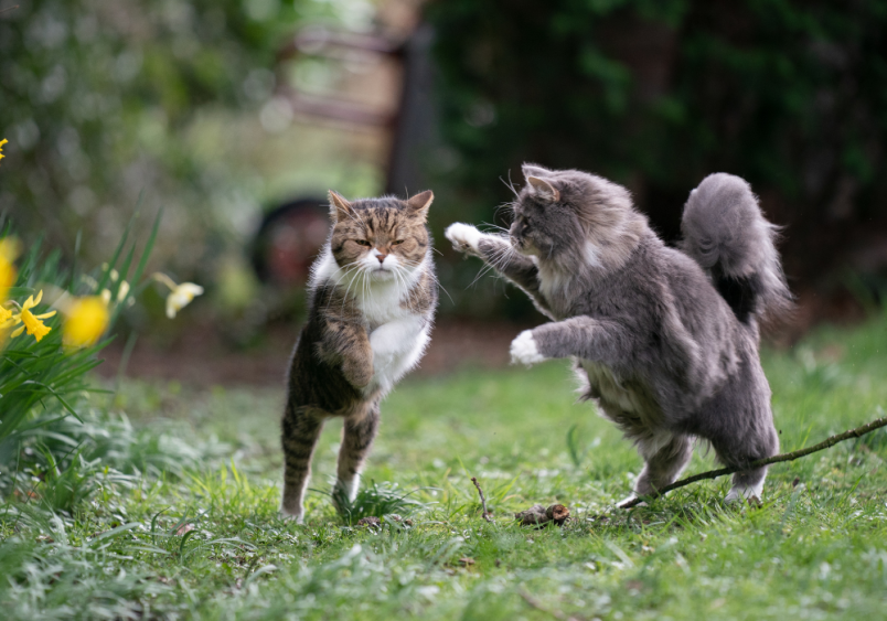 This playful pair of kitties have clever cat names, which are Tom & Jerry, embody a fun mix of playful fighting and affectionate bonding. Posing in a grassy backyard filled with flowers, one cat is gray while the other is brown and white, adding to the charm of the scene.