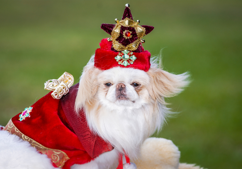 A cute Japanese Chin showing its calm and tame temperament, dressed in a festive Christmas costume.