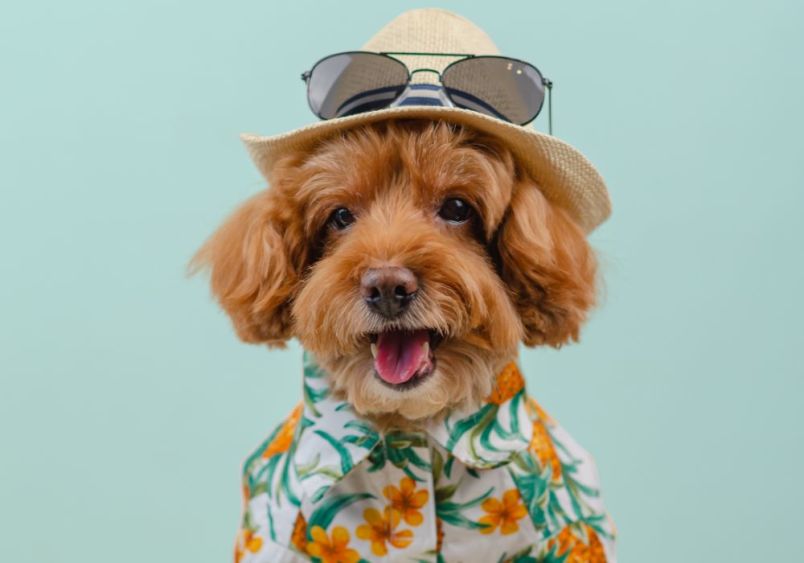 A cheerful-looking Toy Poodle with reddish-brown fluffy fur demonstrates sun protection for dogs by wearing a beige straw hat with aviator sunglasses perched on top, and a white Hawaiian shirt with orange flowers and green leaves pattern, illustrating how to protect dogs from sunburn while maintaining a fun, summer-ready appearance.