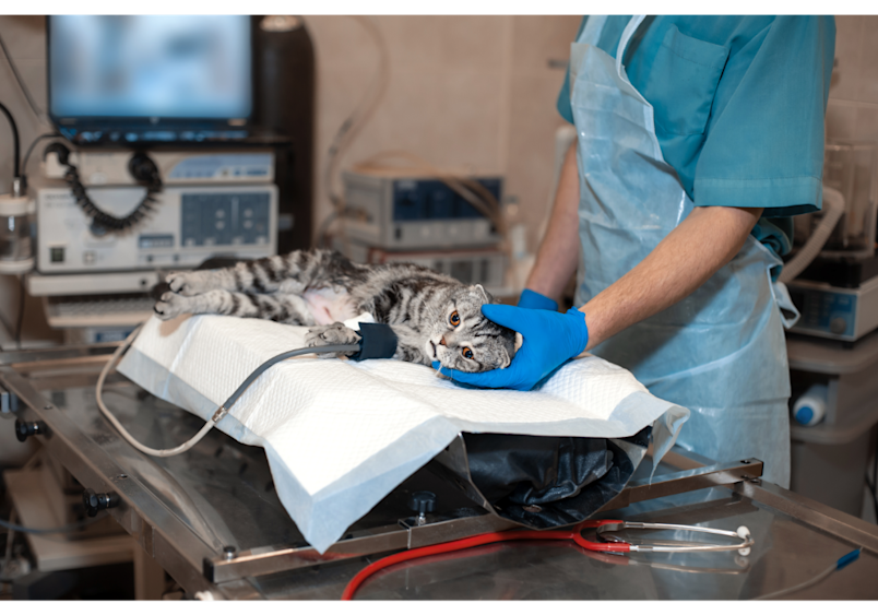 A tabby cat undergoes a medical procedure in a fully equipped surgical suite, illustrating why cat surgery cost and emergency vet visits for cats can be substantial without insurance. 