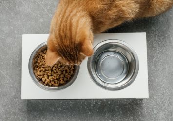 A ginger cat eating dry food from a bowl, positioned next to an empty water dish, illustrating portion control for cat feeding.