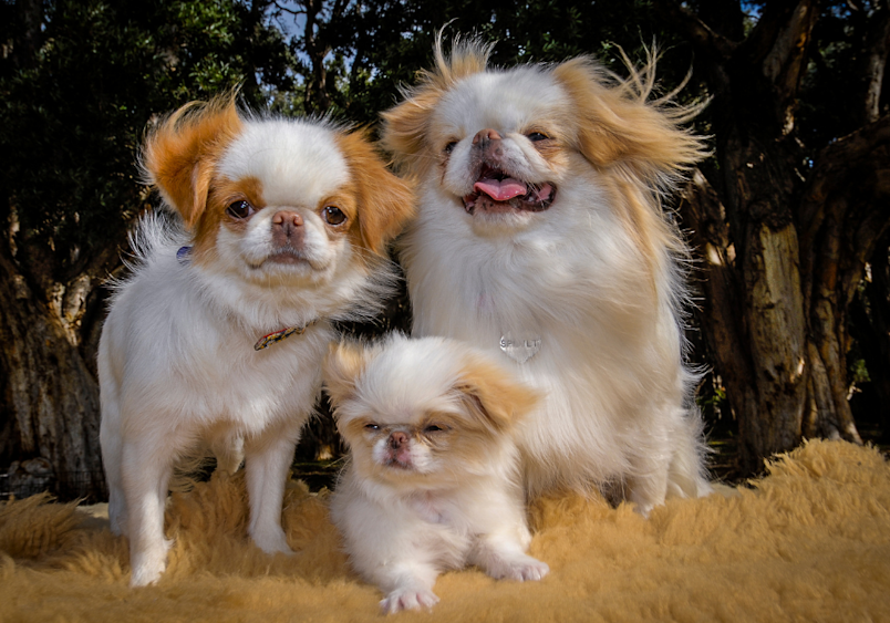 A Japanese Chin family portrait set against a lush, natural background. The father dog smiles happily, the mother looks concerned, and the puppy appears adorably annoyed."