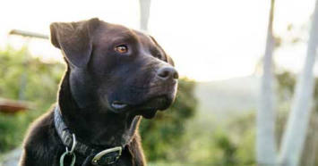 Labrador Retriever