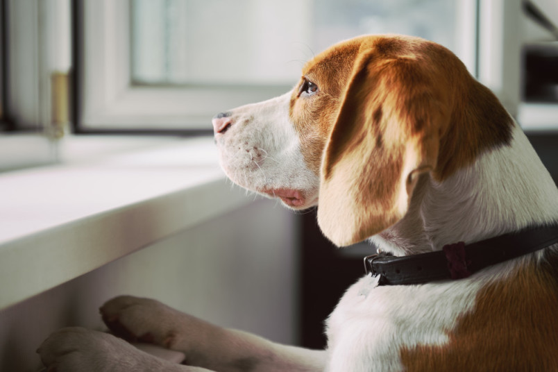 Dog looking out the window