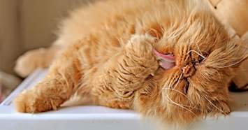 orange cat licking paw