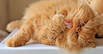 orange cat licking paw