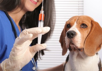 A veterinarian preparing the rabies vaccine shot for dogs in front of the brown and white beagle dog who's looking so worried.